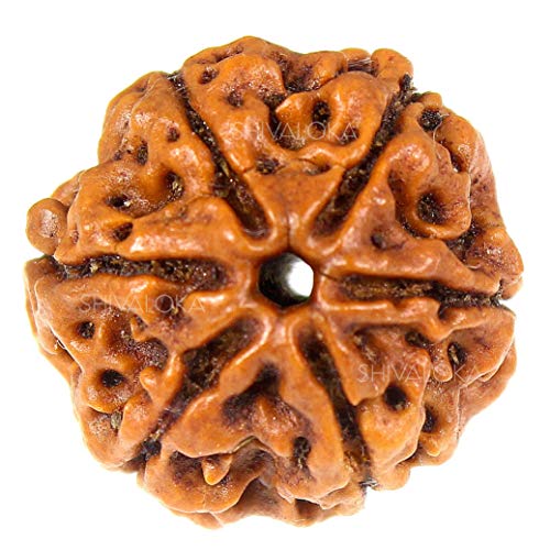 6 Mukhi Rudraksha Original Certified Nepal Origin Brown Bead 15-1...