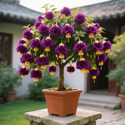 Wüstenrosen Winterhart Mehrjährig Schattenpflanze für Garten Und Kübel Pflegeleicht-1 Rhizome-F