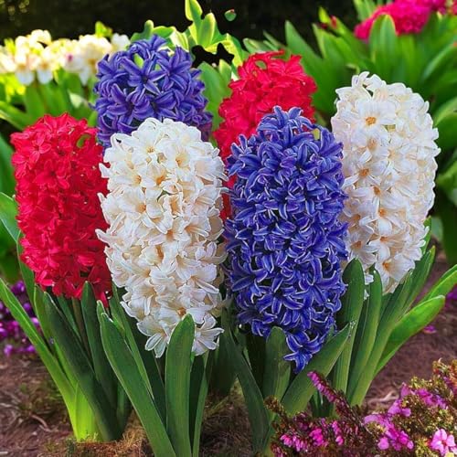 Carbeth Plants - 30 x Hyacinth Spring Bulbs Traditional Mix - Highly Fragrant Outdoor Flowering Perennials - UK Hardy Low Maintenance Pollinator Friendly - Grow in Beds Borders and Patio Pots