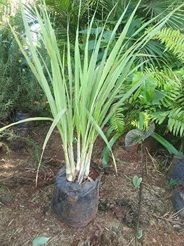 Corofitam_Raj MohiniPlant_One Healthy Plant In a Plastic Bag_YPDl-Q304 (B0B4DHK5RD) Amazon Price History, Amazon Price Tracker