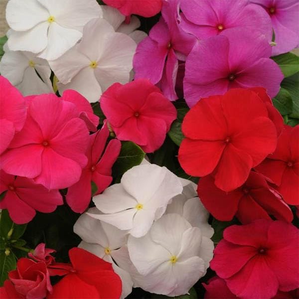 Miniatura 3 de Outsidepride 100 Seeds Annual Vinca Periwinkle Titan Clear Mix Ground Cover & Flower Seed for Planting