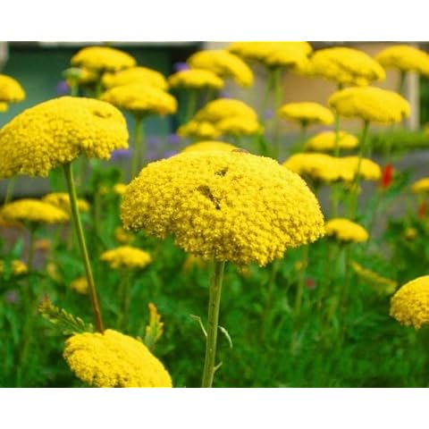 Vision4ever 2000 Seeds Yarrow Cloth of Gold Cover
