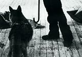 Joseph Beuys: Coyote