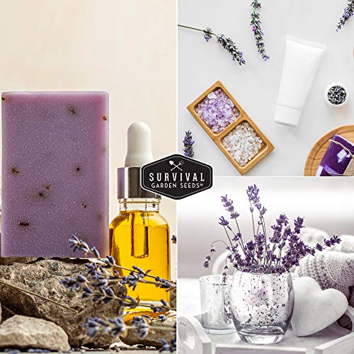 English Lavender Seeds for Planting (Lavandula angustifolia) – Edible Culinary Herb with Fragrant Blooms, Hardy Perennial for Outdoor or Indoor Gardens – Survival Garden Seeds (2 Packs)