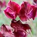 Sweet Pea - Windsor- 40 Seeds