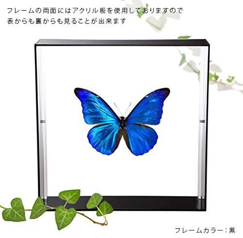 Amazon.co.jp: 蝶の標本 レテノールモルフォ Morpho rhetenor モルフォ