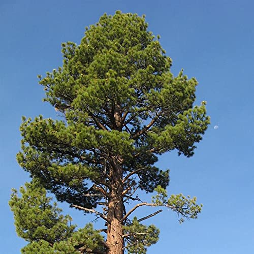 Pinus Jeffreyi (Jeffrey Pine) Tree Seed By Myseeds.co, You Choose The Quantity (1/4 Oz (59 Seed)) #TOP2