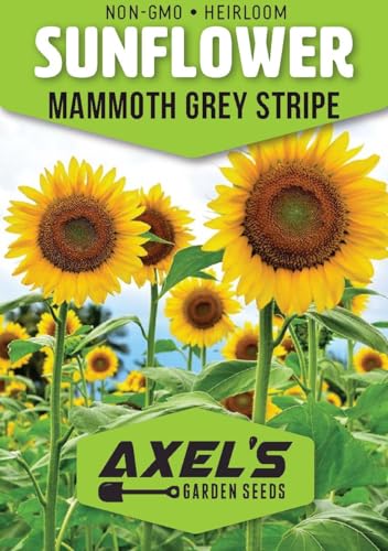 Mammoth Sunflower Seeds for Planting - Grow Giant Sun Flowers in Your Garden - 50 Non GMO Heirloom...