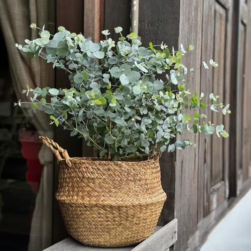 semillas de eucalipto para los amantes de la jardinería plantas interior plantas decorativas semilla planta verde comprar árboles semillas bonsái eucalipto resistente maceta 50pcs