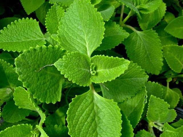 TWO Outdoor Live Organic Herb Plants- Mexican Oregano Live Herbal Plants- Grows to large size bush Outdoor Plant- Young Small Plant Cuttings 3-5 inches