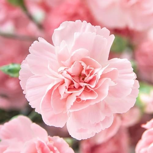 Miniatura 4 de 50 La France PINK CARNATION Dianthus Caryophyllus Chabaud Flower SeedsComb S/H de Seedville