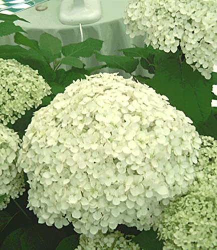 Heckenpflanzen Baldur Garten Schneeball-Hortensie Annabelle