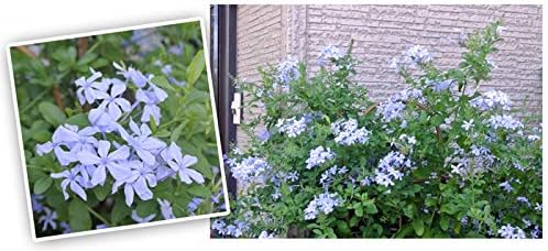 Amazon Co Jp ハッピーガーデン 花苗 ルリマツリ お取り寄せ商品 ブルー 1鉢 苗 花苗 宿根草 多年草 苗 夏 寄せ植え 通販 お洒落 Diy 工具 ガーデン Amazon Co Jp ハッピーガーデン 花苗 ルリマツリ お取り寄せ商品 ブルー 1鉢 苗 花苗 宿根草 多年草 苗 夏 寄せ植え 通販 お洒落 Diy 工具 ガーデン