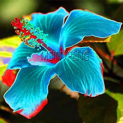 Ponak New 100PCS Hibiscus Rosa-sinensis Perennial Flower Seeds for Gardening sea Green