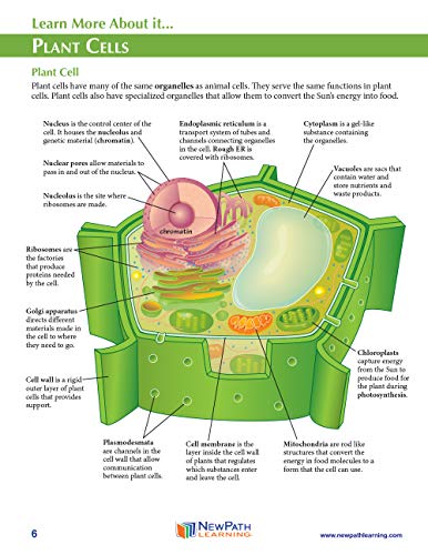 Image of NewPath Simple Plant Cell 3-D Paper Model Making Kit - Individual Student Edition (17-7731)