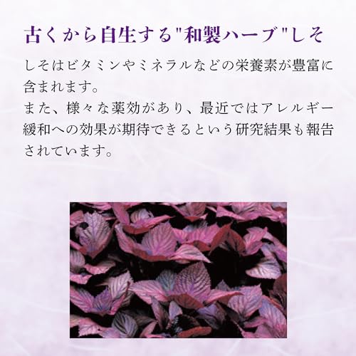 宝酒造 若紫ノ君 壜 しそ焼酎 20度 1800ml