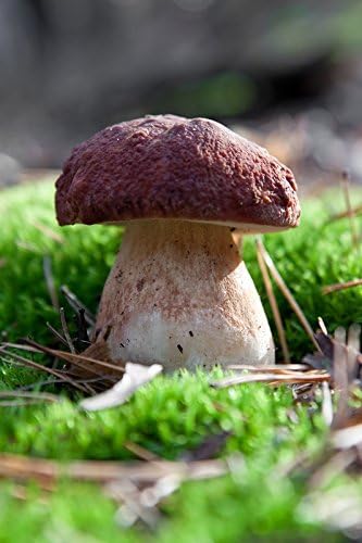 Boletus Pinophilus - Mycelium - Fungi Forest - Grow Your Own Mushrooms!