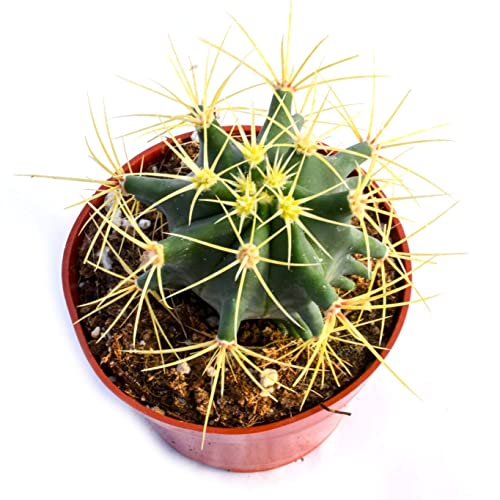 Live Cactus Plant – Fully Rooted 4-Inch Cactus Plant (Echinocactus Grusonii) #TOP2