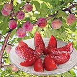 果樹苗 スモモ いくみ＆サンタローザ 2種2株/ 国華園 25年秋商品