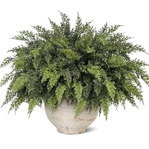 Actual Contact Christmas Cedar Bran...
