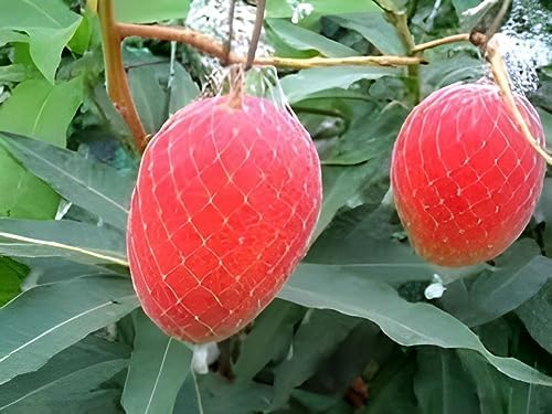 Image of Miyazaki Mango Grafted Hybrid Live Plant, Pack of 1 | Plant 1.5 Feet Height, Healthy Fruit Plant, For Home Garden