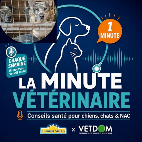 Abandons de chats et de chiens : associations d&eacute;bord&eacute;es