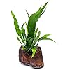 Product Photo 1