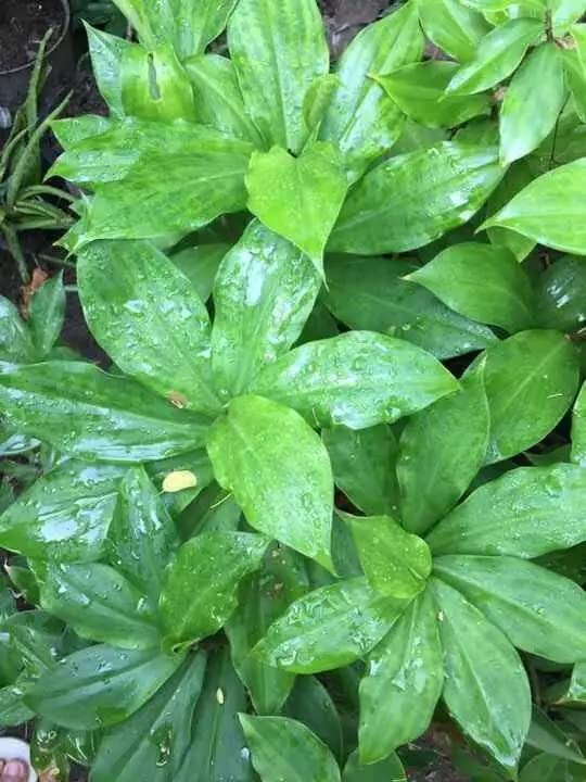 Cloud Farm Live Insulin Plant/Costus Igneus Plant For Diabetes Treatment CF-24 (B0BDGQ11WC) Amazon Price History, Amazon Price Tracker