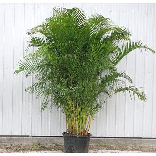 See full amazon price history chart for Erica palm plant big size Erica palm plant big size (B0C2L6RBMP) Amazon Price History, Amazon Price Tracker
