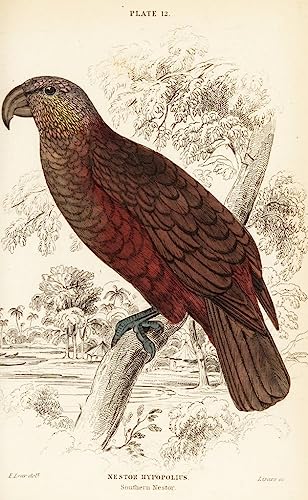 Poster Nouvelle-Zélande Kaka salon déco nature grand format