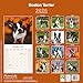 Boston Terrier 2026 Calendar | Square Wall Calendar | Dog Breed Gift | Plastic Free Packaging | by Avonside Publishing