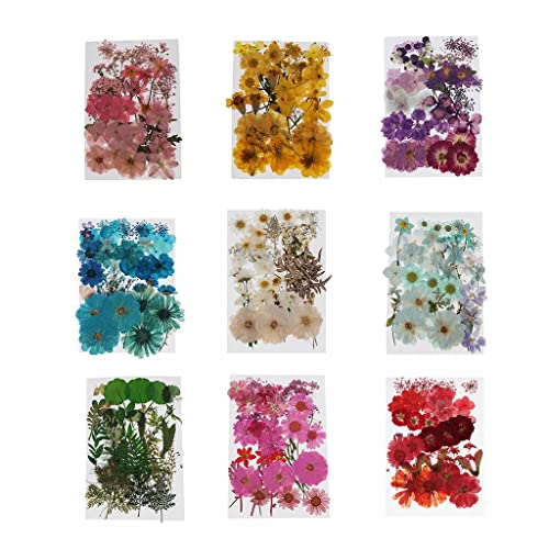 Flores prensadas secas naturales para manualidades miniatura 7