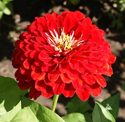 100 Cherry Queen Zinnia Seeds for Planting 1 Grams Non GMO Heirloom USA Harvested pollinator bee Butterfly