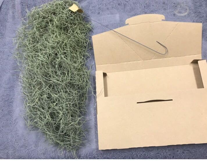 Amazon.co.jp: スパニッシュモス 中葉 ボリューム満点 60cm 200g
