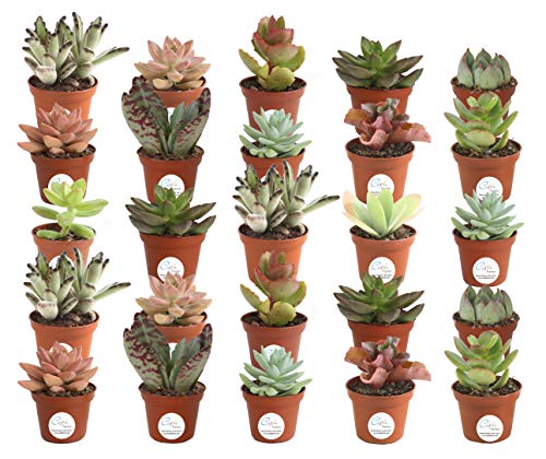 Alea's Deals Live Succulents 25-Pack ONLY $29 + FREE Shipping at Amazon! Just $1.17 Each!  