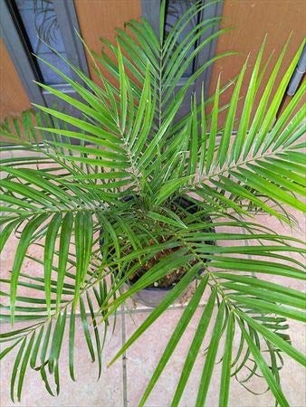 Amazon.co.jp: フェニックス ロベレニー ヤシ 7号 60 ヤシの木: ホーム