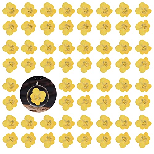 60 flores secas prensadas amarillas para resina miniatura 1