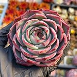 カシ オ赤錦 大苗 多肉植物 エケベリア