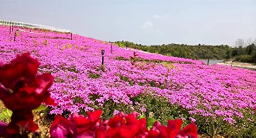 2000+ Red Creeping Thyme Seeds Beautiful Ground Cover Plants Easy To Plant And Grow Perennial Flower Landscaping Seeds For Garden #TOP4