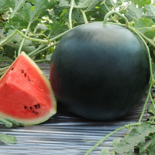 Watermelon F1 Hybrid Vegetable Seeds for Summer Season (B0CJ9FBVR8) Amazon Price History, Amazon Price Tracker