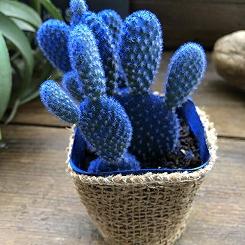 Amazon｜ブルーバニーカクタス サボテン 可愛いウサギのサボテン｜観葉