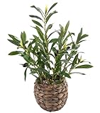 Ainuowei Indoor Fake Olive Plants 17.7 inches Tall Lifelike Artificial Olive Plants with Cyan Fruits in Brown Rattan Planter for Shelf Office Desk Kitchen Counter Small Space Artificial Plant Decor
