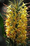 Kahili Yellow Regal Hawaiian Kahili Ginger Root 1 Pk Root 1 to 3 inches #C1