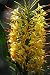 Kahili Yellow Ginger Root Hawaiian - Apx. 1 Inch #C1
