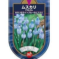Amazon.co.jp: ITANSE 花球根 ムスカリ 3種混合 10球 1袋 ブドウ