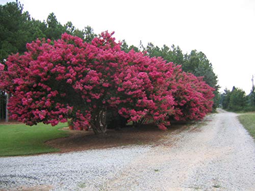 Large Tuscarora Tree Crape Myrtle, Matures 25ft+, Large Watermelon Red Flower Clusters, Most Popular Crape Myrtle, Excellent Shade Tree, Ships 2-4ft Tall, Well Rooted in Pot with Soil (1)