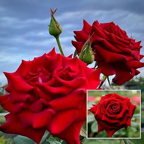 Sumit Greenery Red Rose Flower Live Plant Beautiful Blooming Shru...