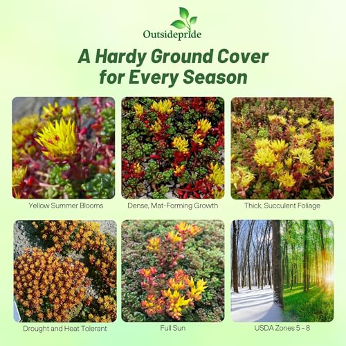 Outsidepride Oreganum Sedum Seeds - 2000 Pcs Perennial Ground Cover Seeds for Planting, Cold-Hardy & Heat-Tolerant Succulent Plants, Ideal for Rock Gardens, Containers, and Xeriscaping