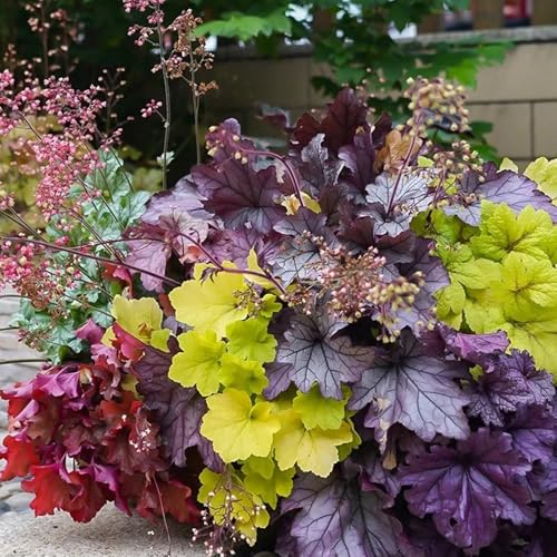 semi di heuchera, perenni resistenti di campana viola, resistenti all'esterno di campo da balcone, biologici, 75pcs