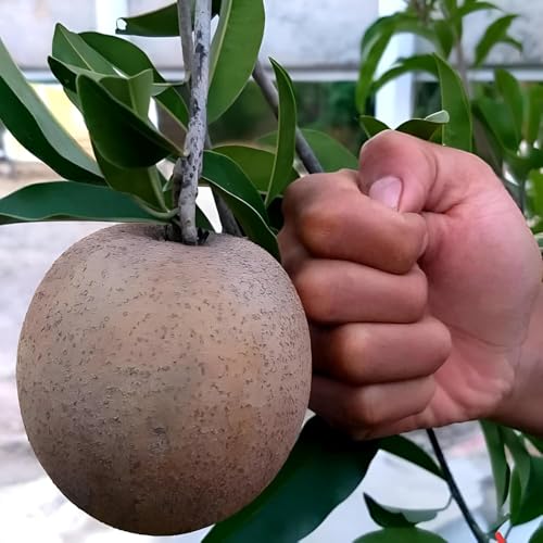 Image of All-Time12 Months Hybrid Grafted Guti Kolom Live Fruit Plant Original & Authentic Organic Tree for Outdoor Fast-Growing Fruit Plant Home Pack Of-1 (Cricket Ball Chiku Plant, Medium)